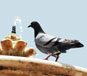 Spécialiste à Nice du traitement anti pigeons